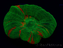 WYSIWYG Homophyllia australis (ex Scolymia) Green 7 (5.5 cm)