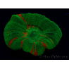 WYSIWYG Homophyllia australis (ex Scolymia) Green 7 (5.5 cm)
