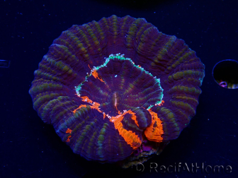 WYSIWYG Homophyllia australis (ex Scolymia) Warpaint Ultra 4 (7 cm)