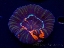 WYSIWYG Homophyllia australis (ex Scolymia) Warpaint Ultra 4 (7 cm)