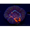 WYSIWYG Homophyllia australis (ex Scolymia) Warpaint Ultra 4 (7 cm)