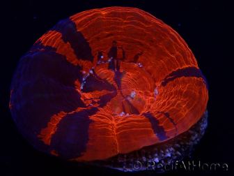 WYSIWYG Homophyllia australis (ex Scolymia) Bleeding apple 20 ( 5 cm)