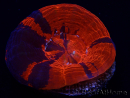 WYSIWYG Homophyllia australis (ex Scolymia) Bleeding apple 20 ( 5 cm)