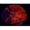 WYSIWYG Homophyllia australis (ex Scolymia) Bleeding apple 20 ( 5 cm)