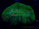WYSIWYG Homophyllia australis (ex Scolymia) Double Head Warpaint 21 (5.5 cm)