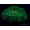 WYSIWYG Homophyllia australis (formerly Scolymia) Double Head Warpaint 21 (5.5 cm)