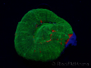 WYSIWYG Homophyllia australis (ex Scolymia) Red 19 (3 cm)