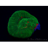 WYSIWYG Homophyllia australis (ex Scolymia) Red 19 (3 cm)