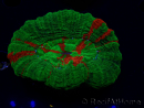 WYSIWYG Homophyllia australis (ex Scolymia) Green 22 (6 cm)