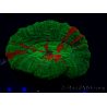 WYSIWYG Homophyllia australis (ex Scolymia) Green 22 (6 cm)