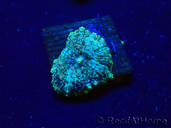 WYSIWYG - Rhodactis Fire Rug 13S6