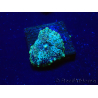 WYSIWYG - Rhodactis Fire Rug 13S6