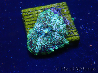 WYSIWYG - Rhodactis Fire Rug 13S6