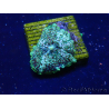 WYSIWYG - Rhodactis Fire Rug 13S6