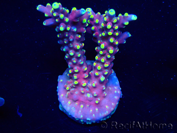 WYSIWYG RAH Acropora latistella Popsicle 5H4
