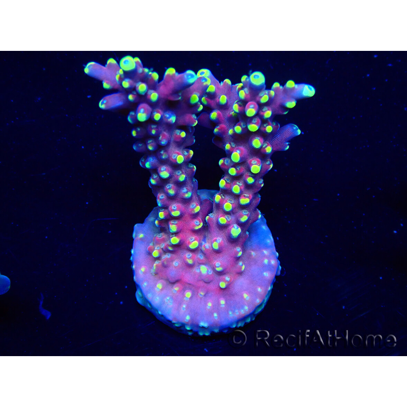 WYSIWYG RAH Acropora latistella Popsicle 5H4