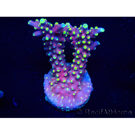 WYSIWYG RAH Acropora latistella Popsicle 5H4