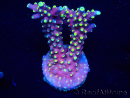 WYSIWYG RAH Acropora latistella Popsicle 5H4