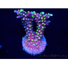 WYSIWYG RAH Acropora latistella Popsicle 5H4