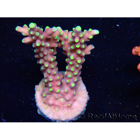 WYSIWYG RAH Acropora latistella Popsicle 5H4