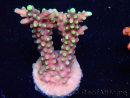 WYSIWYG RAH Acropora latistella Popsicle 5H4