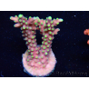 WYSIWYG RAH Acropora latistella Popsicle 5H4