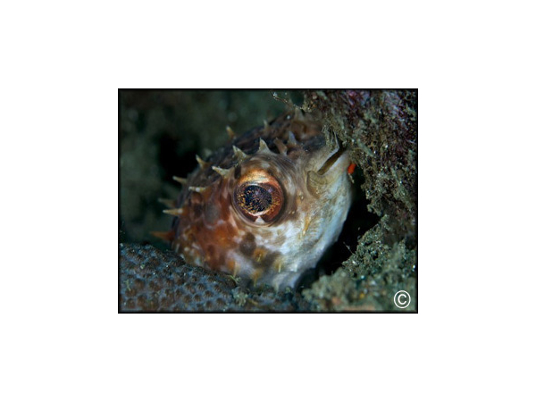 Diodon holacanthus