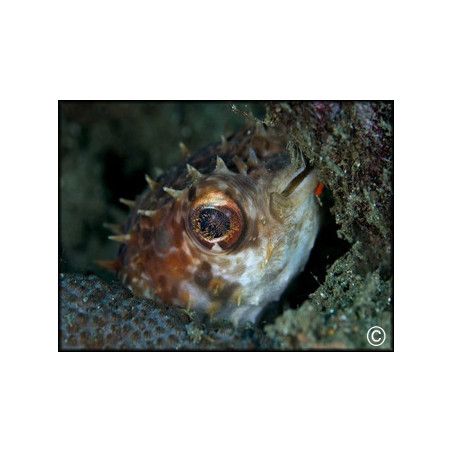 Diodon holacanthus