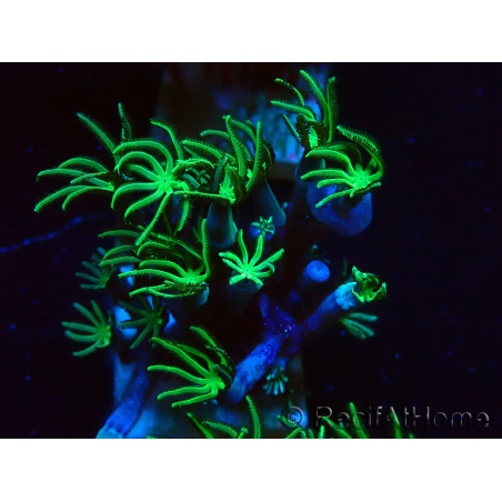 WYSIWYG Tubipora musica Green 12D4