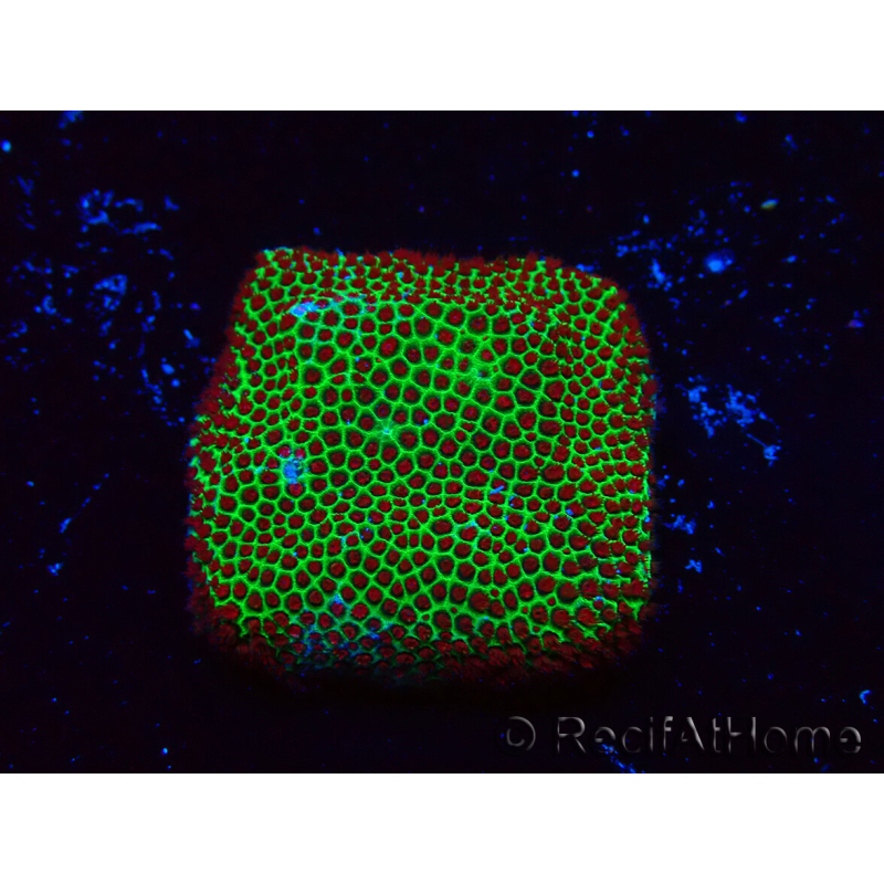WYSIWYG RAH Red Eye Porites 12C1