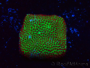 WYSIWYG RAH Red Eye Porites 12C1