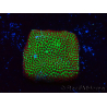 WYSIWYG RAH Red Eye Porites 12C1
