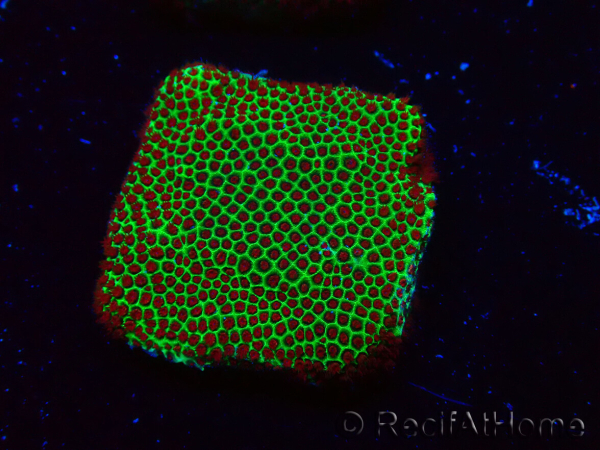 WYSIWYG RAH Red Eye Porites 12C3