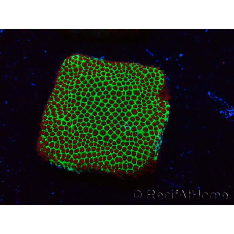 WYSIWYG RAH Red Eye Porites 12C3
