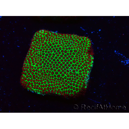WYSIWYG RAH Red Eye Porites 12C3