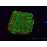 WYSIWYG RAH Red Eye Porites 12C3