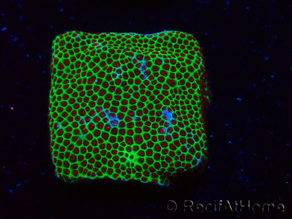 WYSIWYG RAH Red Eye Porites 12C4