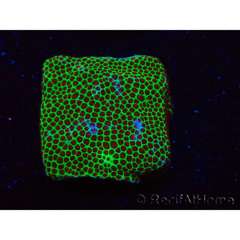 WYSIWYG RAH Red Eye Porites 12C4