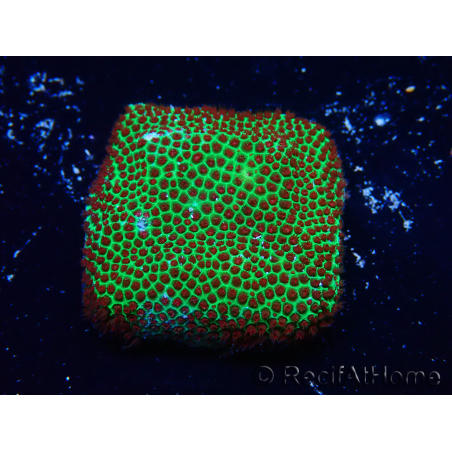 WYSIWYG RAH Red Eye Porites 12C1