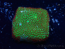 WYSIWYG RAH Red Eye Porites 12C1
