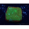 WYSIWYG RAH Red Eye Porites 12C1