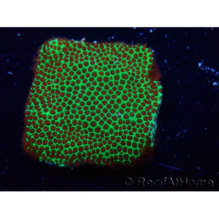 WYSIWYG RAH Red Eye Porites 12C3
