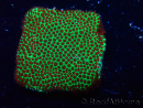 WYSIWYG RAH Red Eye Porites 12C3