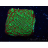 WYSIWYG RAH Red Eye Porites 12C3