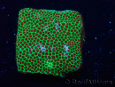 WYSIWYG RAH Red Eye Porites 12C4