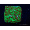 WYSIWYG RAH Red Eye Porites 12C4