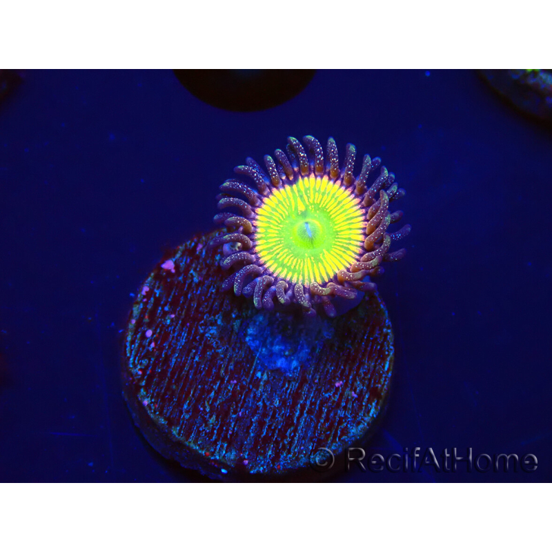 WYSIWYG - Zoanthus Sunny D 30G1