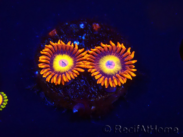 WYSIWYG - Zoanthus Blondies 2P2