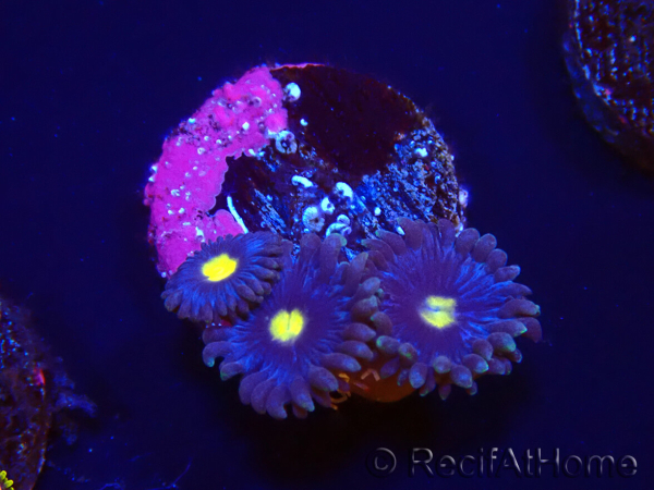 WYSIWYG - Zoanthus Joe's Emperor 2R7