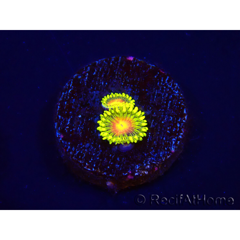 WYSIWYG - Zoanthus Dragon Eyes 2S4